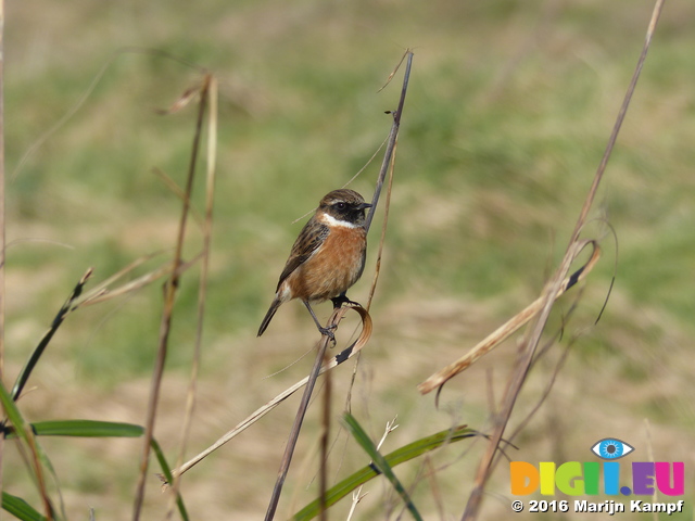 FZ026079 Stonechat (Saxicola torquata) on long grass